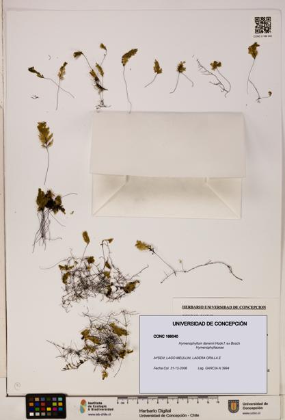 Hymenophyllum darwinii [Espécimen: UDEC:CONC:0166040]