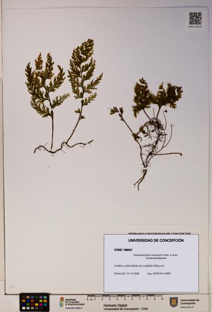 Hymenophyllum tortuosum [Espécimen: ]