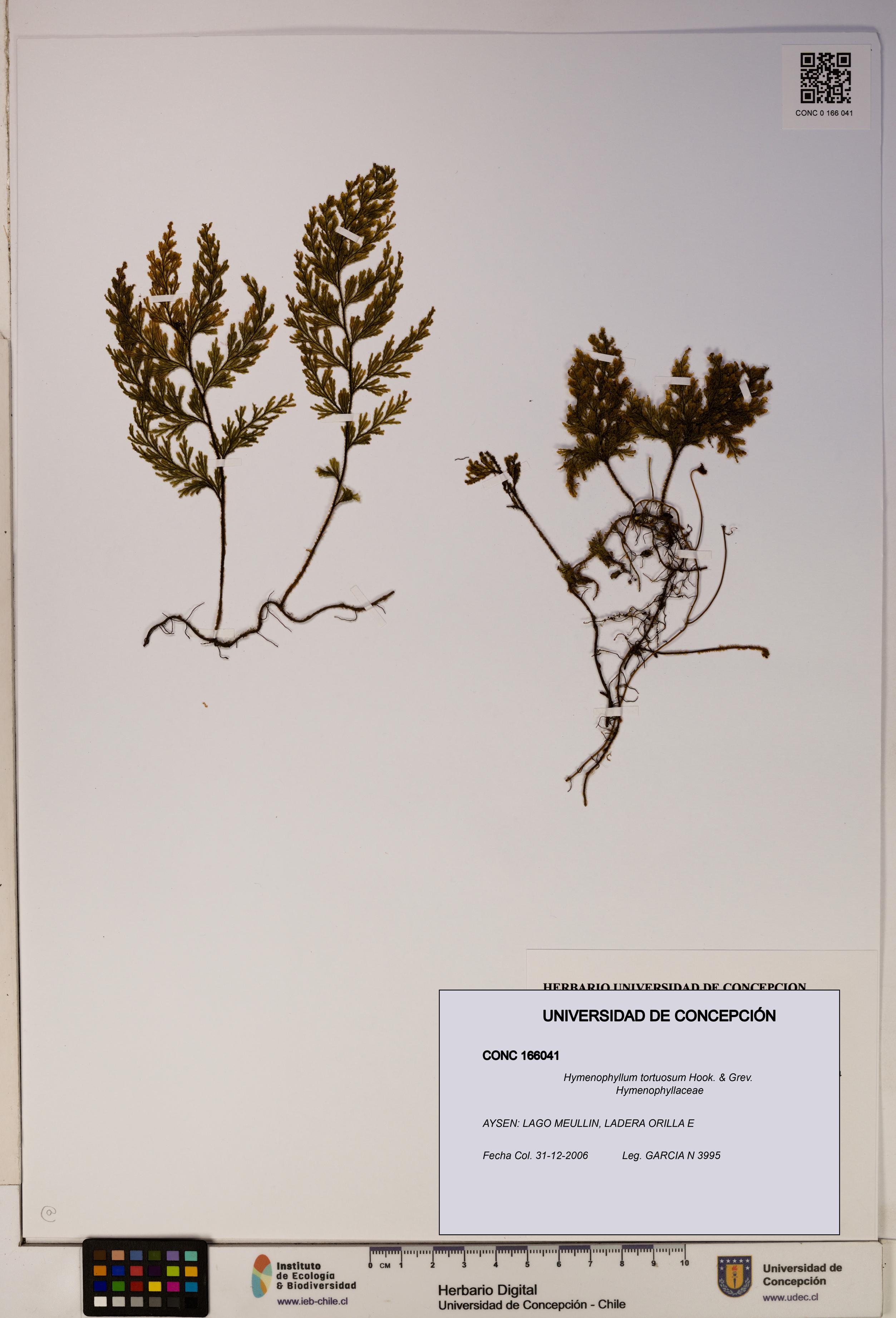 Hymenophyllum tortuosum [Espécimen: ]