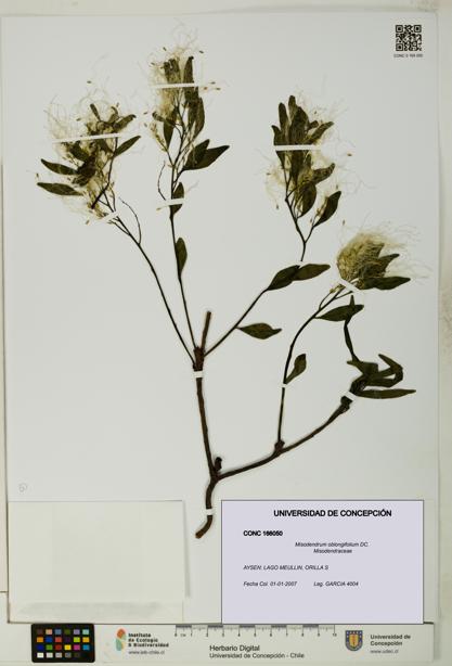 Misodendrum oblongifolium [Espécimen: UDEC:CONC:0166050]