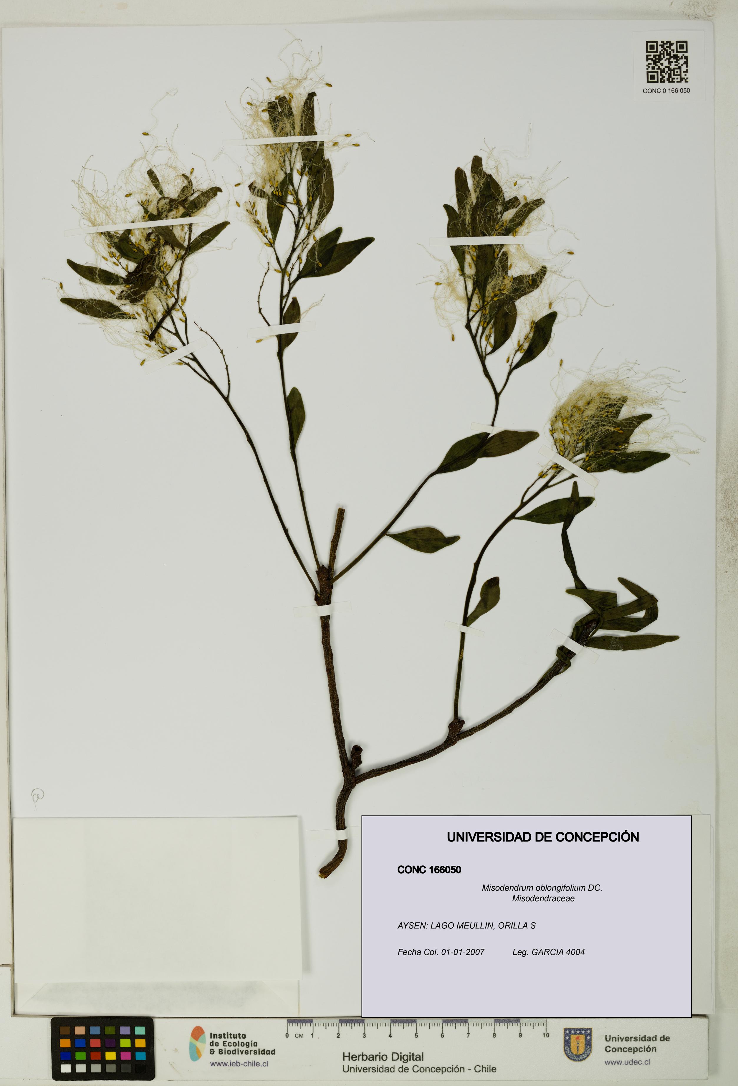 Misodendrum oblongifolium [Espécimen: UDEC:CONC:0166050]