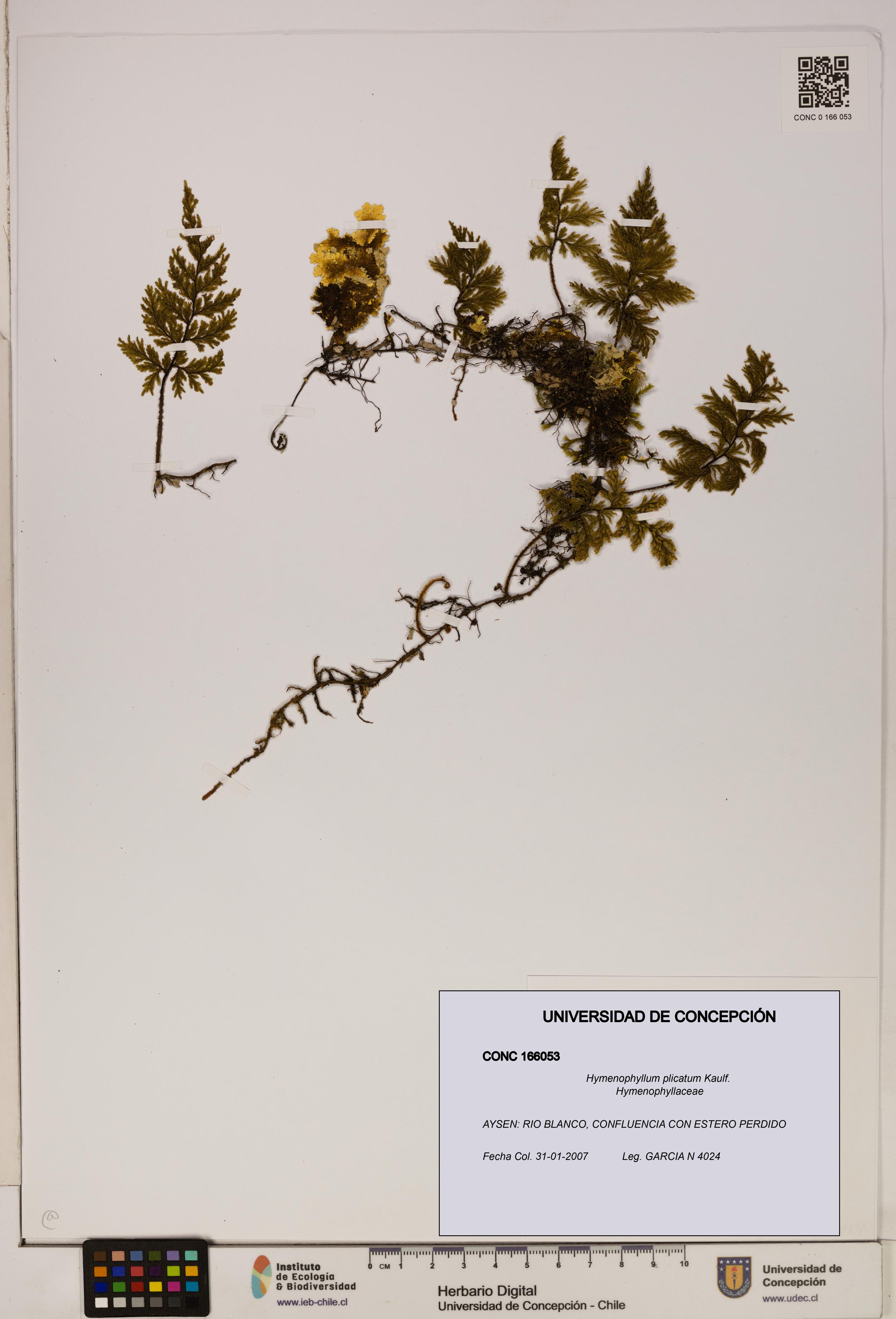 Hymenophyllum plicatum [Espécimen: ]
