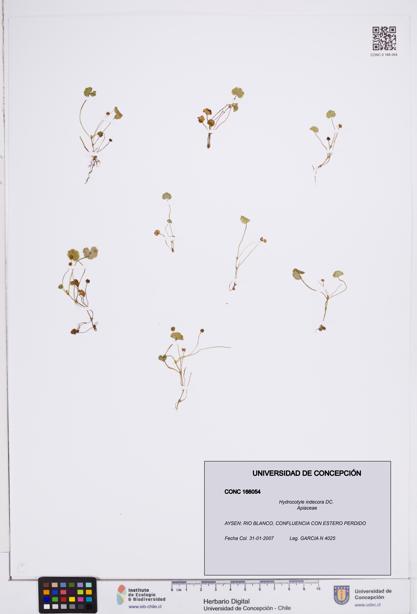 Hydrocotyle indecora [Espécimen: ]