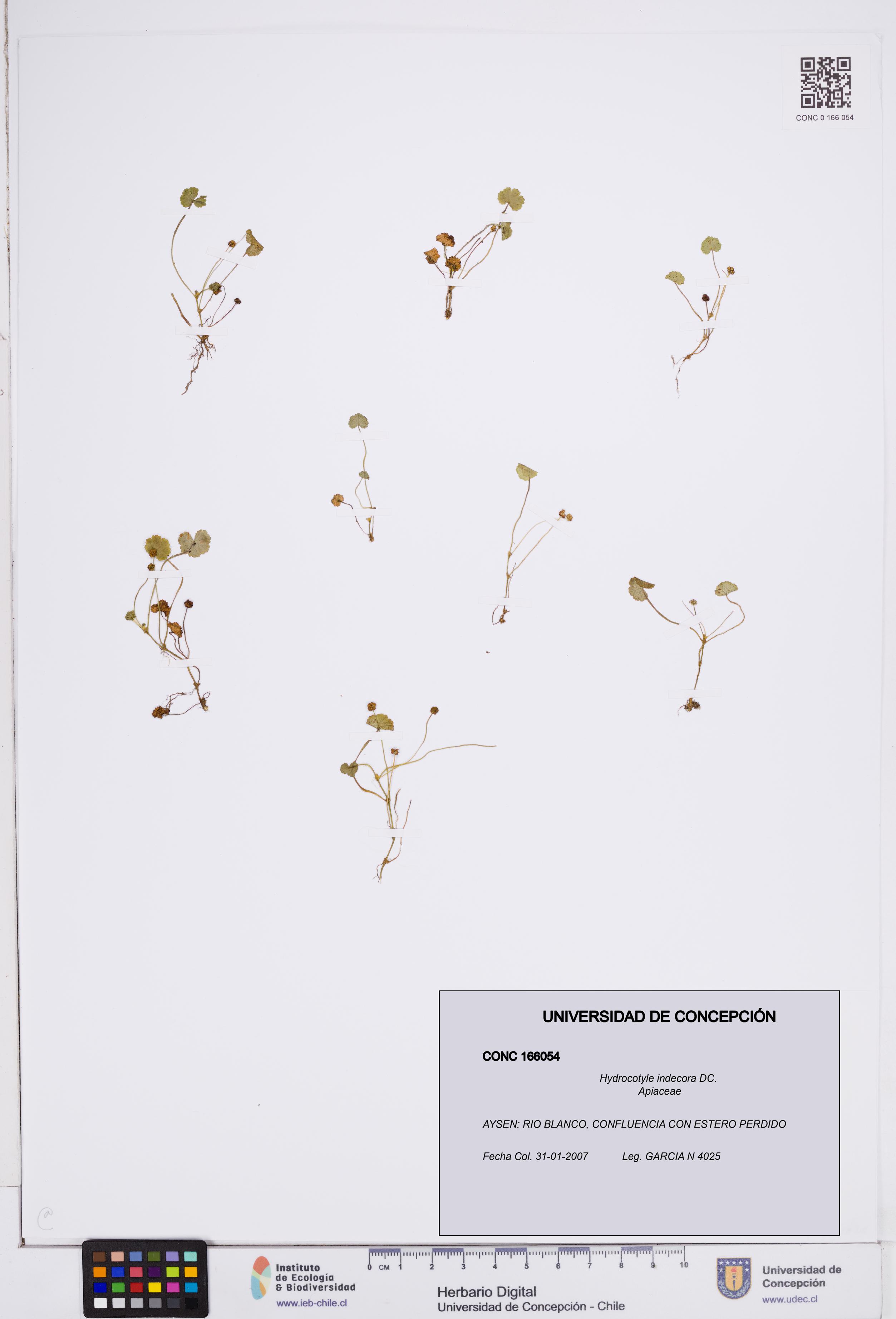 Hydrocotyle indecora [Espécimen: ]