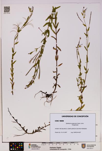 Epilobium puberulum [Espécimen: UDEC:CONC:0166056]