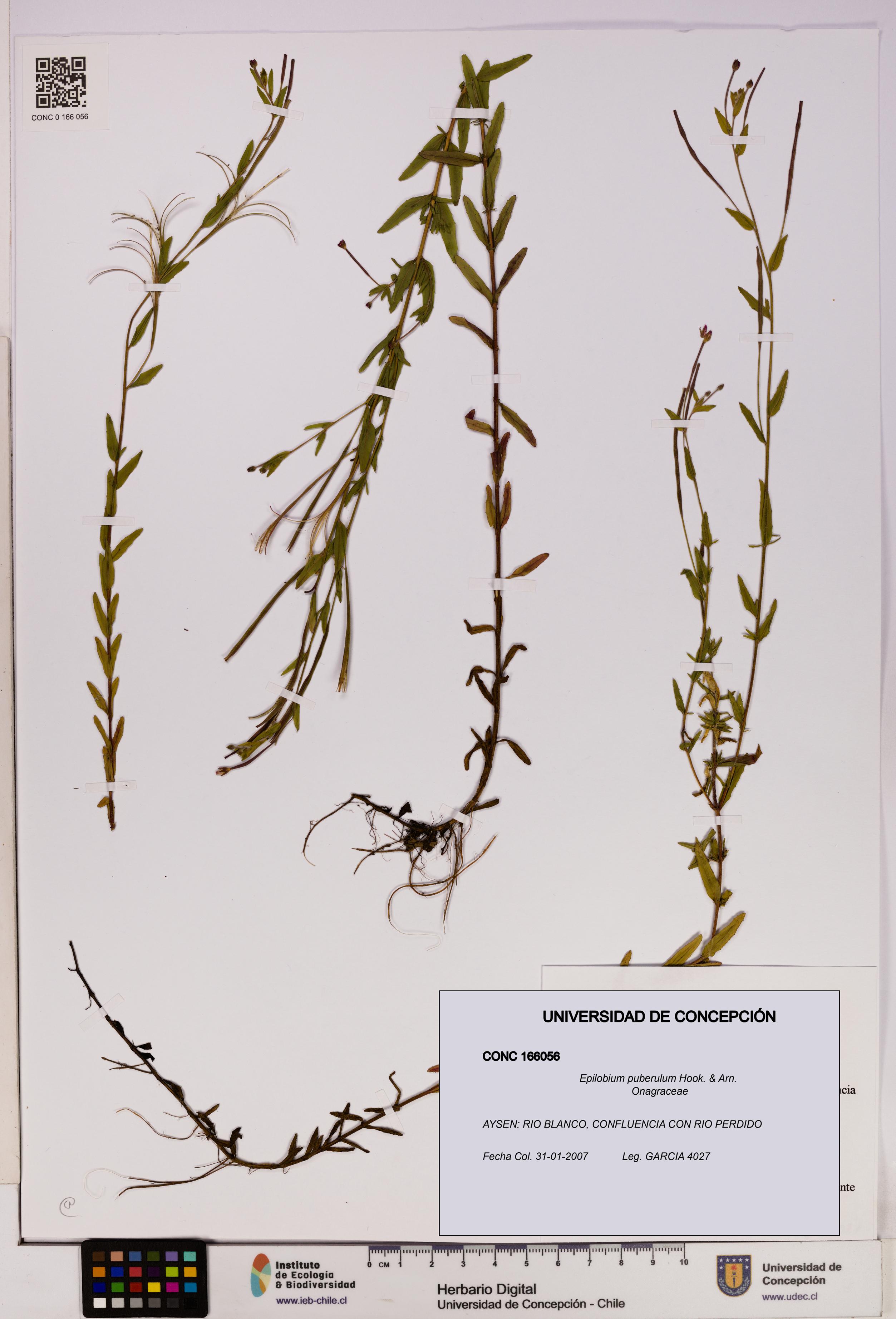 Epilobium puberulum [Espécimen: UDEC:CONC:0166056]