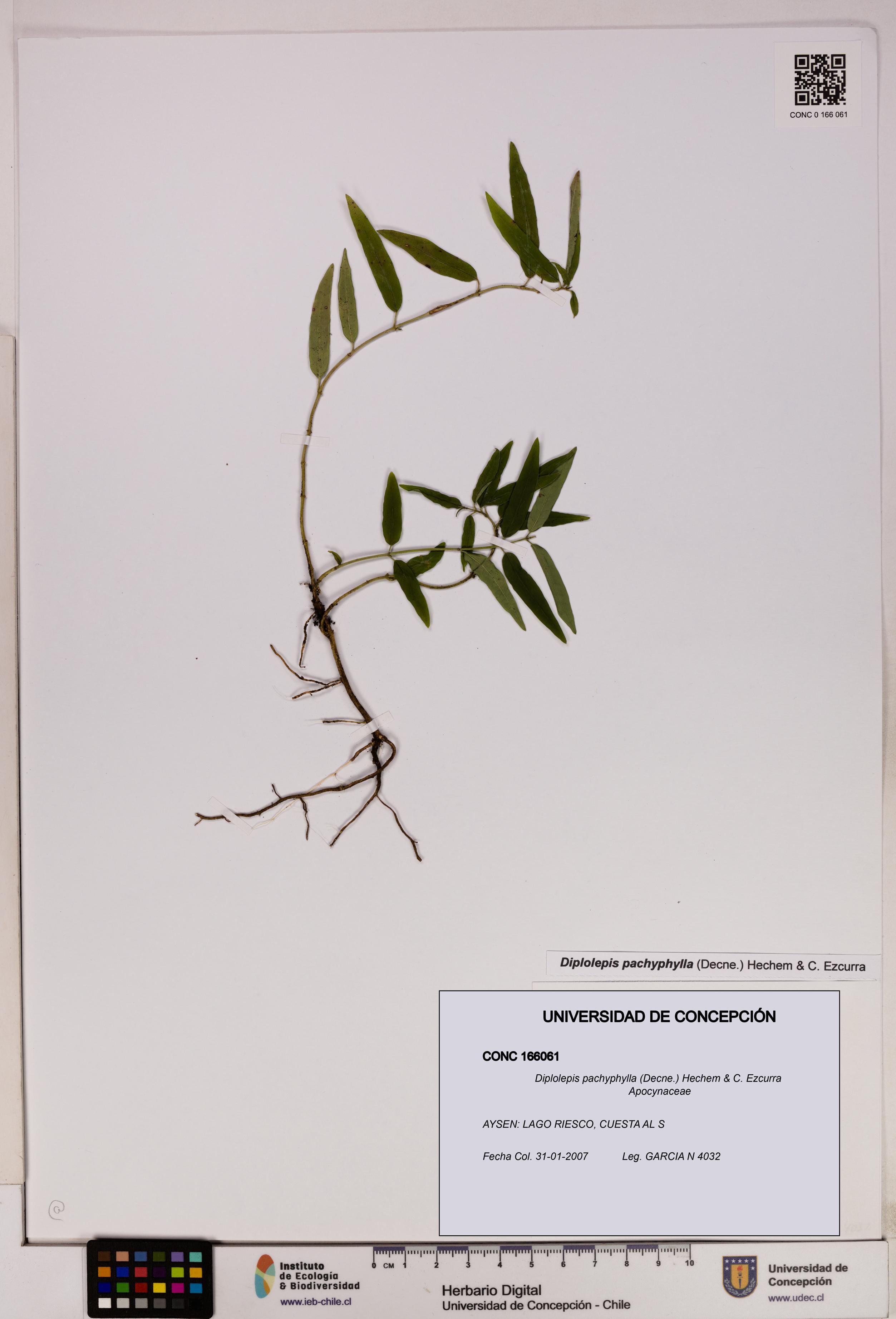 Diplolepis pachyphylla [Espécimen: UDEC:CONC:0166061]