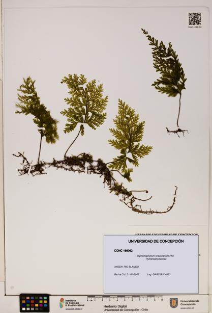 Hymenophyllum krauseanum [Espécimen: ]