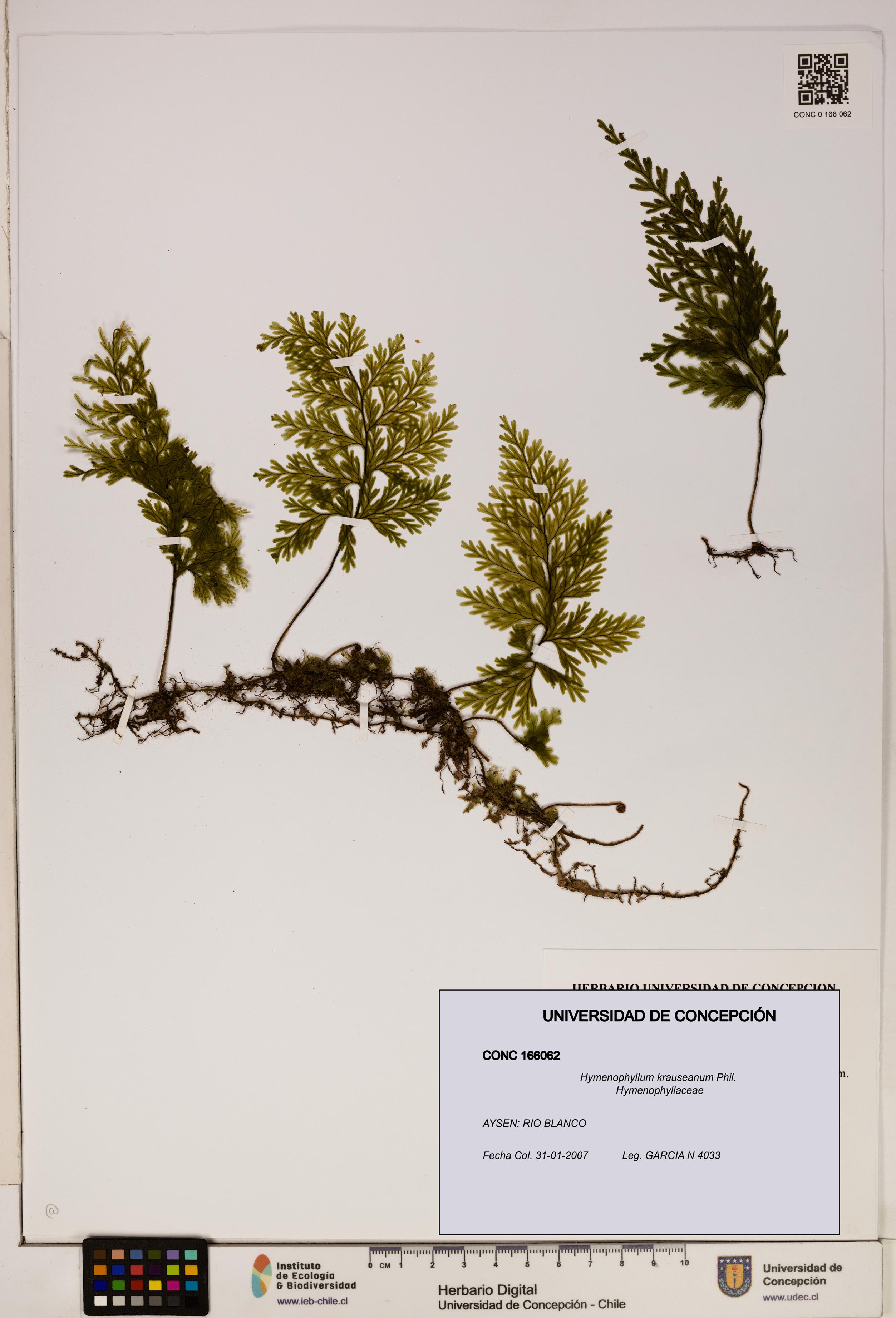 Hymenophyllum krauseanum [Espécimen: ]