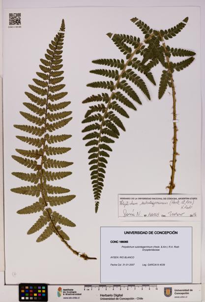 Polystichum subintegerrimum [Espécimen: UDEC:CONC:0166065]