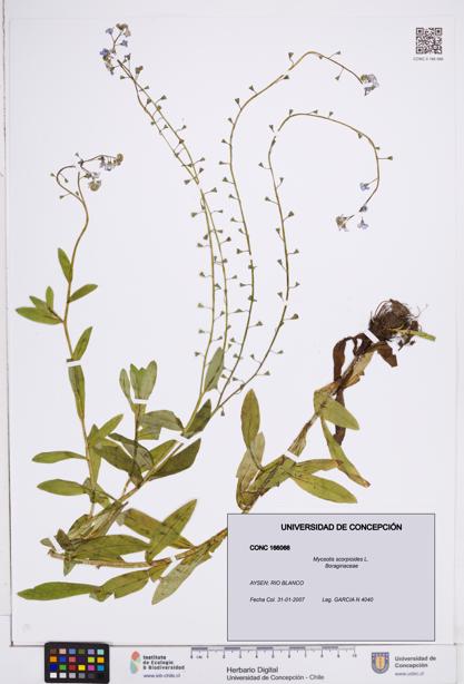 Myosotis scorpioides [Espécimen: ]