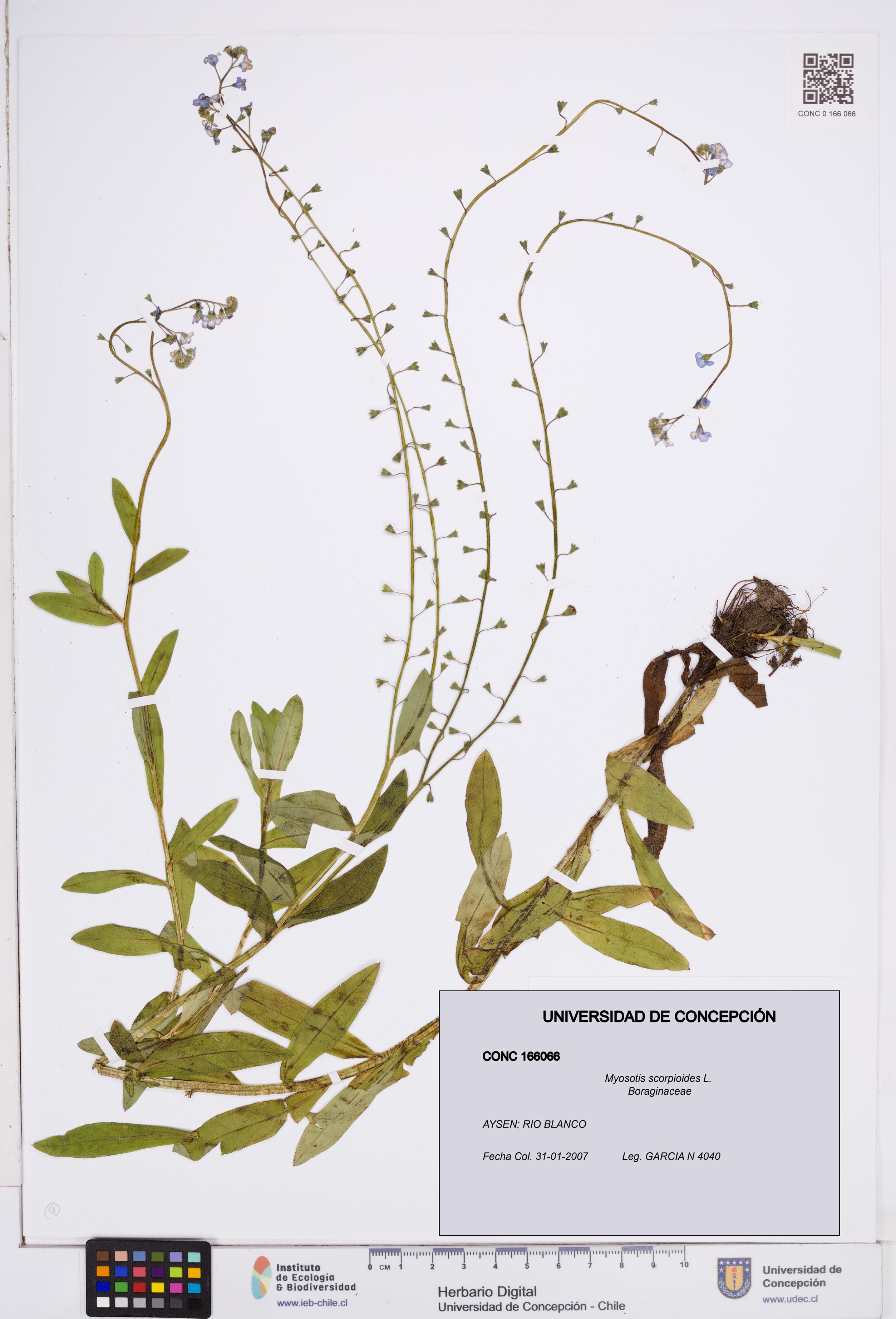Myosotis scorpioides [Espécimen: ]