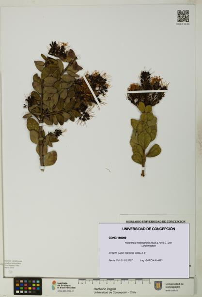 Notanthera heterophylla [Espécimen: UDEC:CONC:0166069]