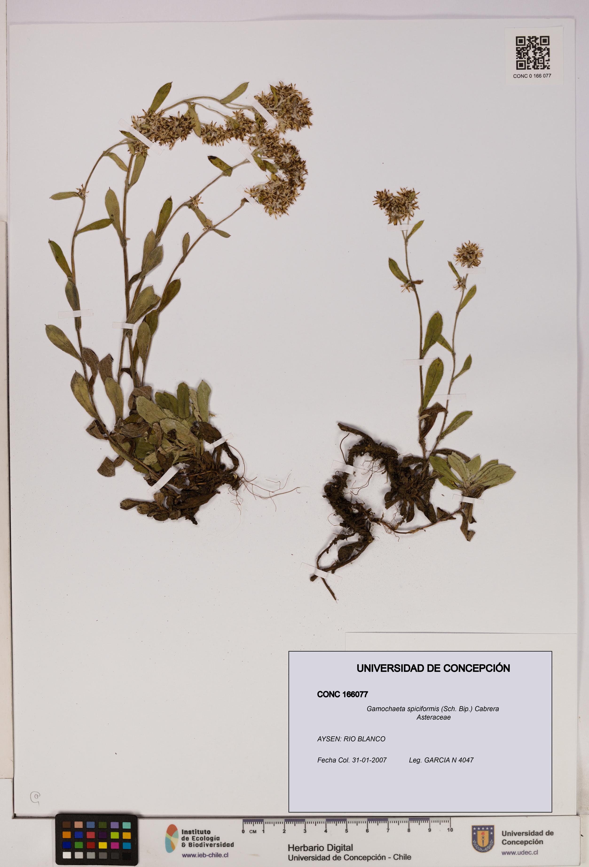 Gamochaeta spiciformis [Espécimen: UDEC:CONC:0166077]