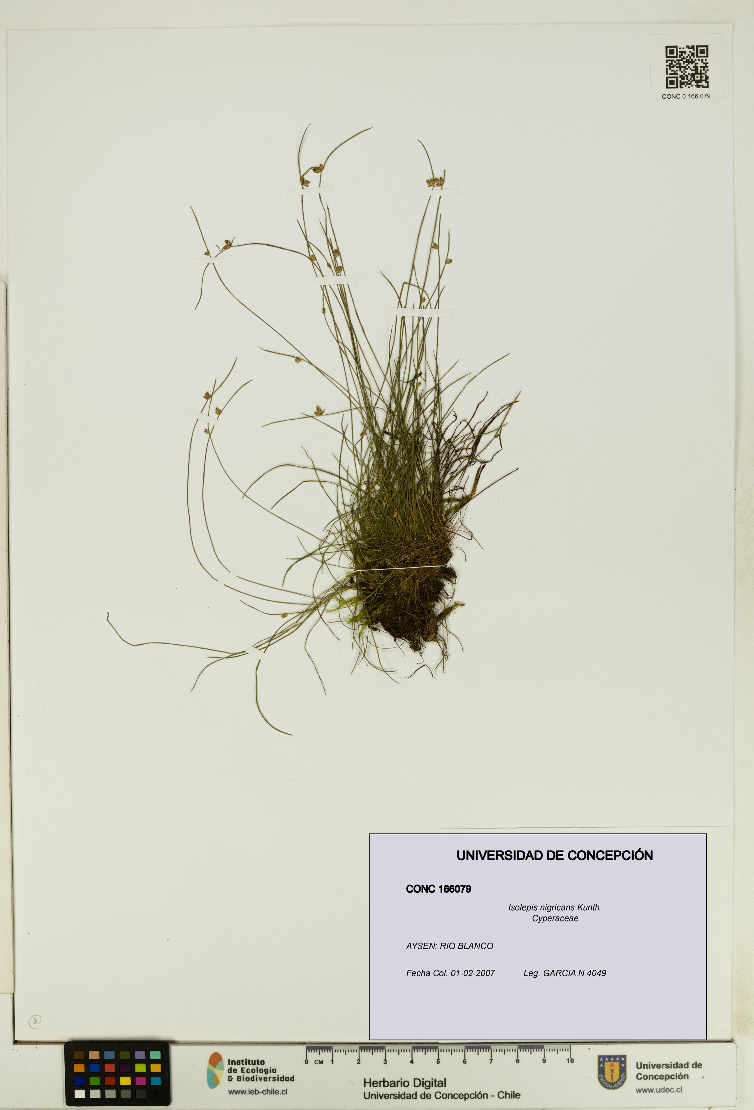 Isolepis nigricans [Espécimen: UDEC:CONC:0166079]