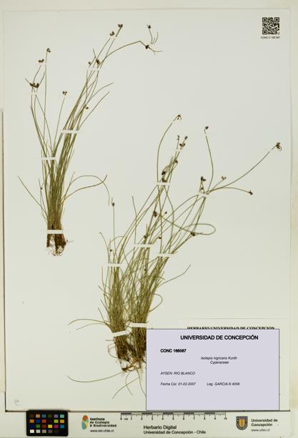 Isolepis nigricans [Espécimen: UDEC:CONC:0166087]
