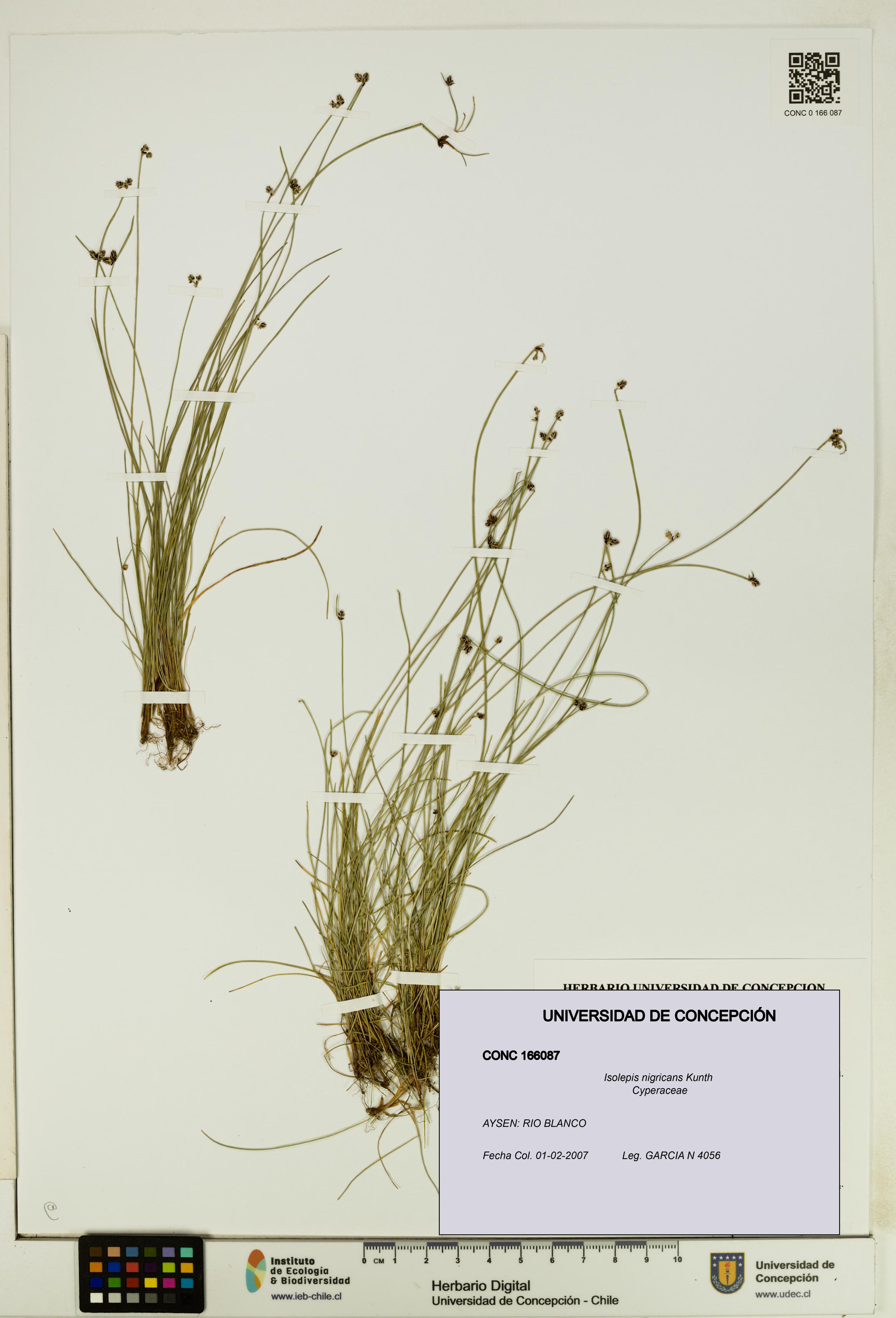 Isolepis nigricans [Espécimen: UDEC:CONC:0166087]