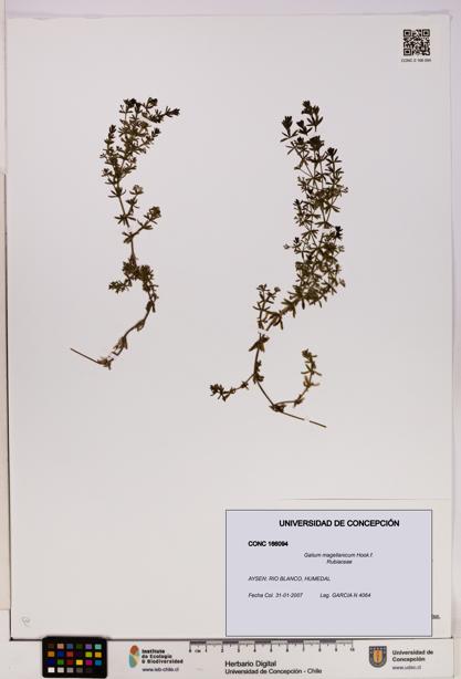 Galium magellanicum [Espécimen: UDEC:CONC:0166094]