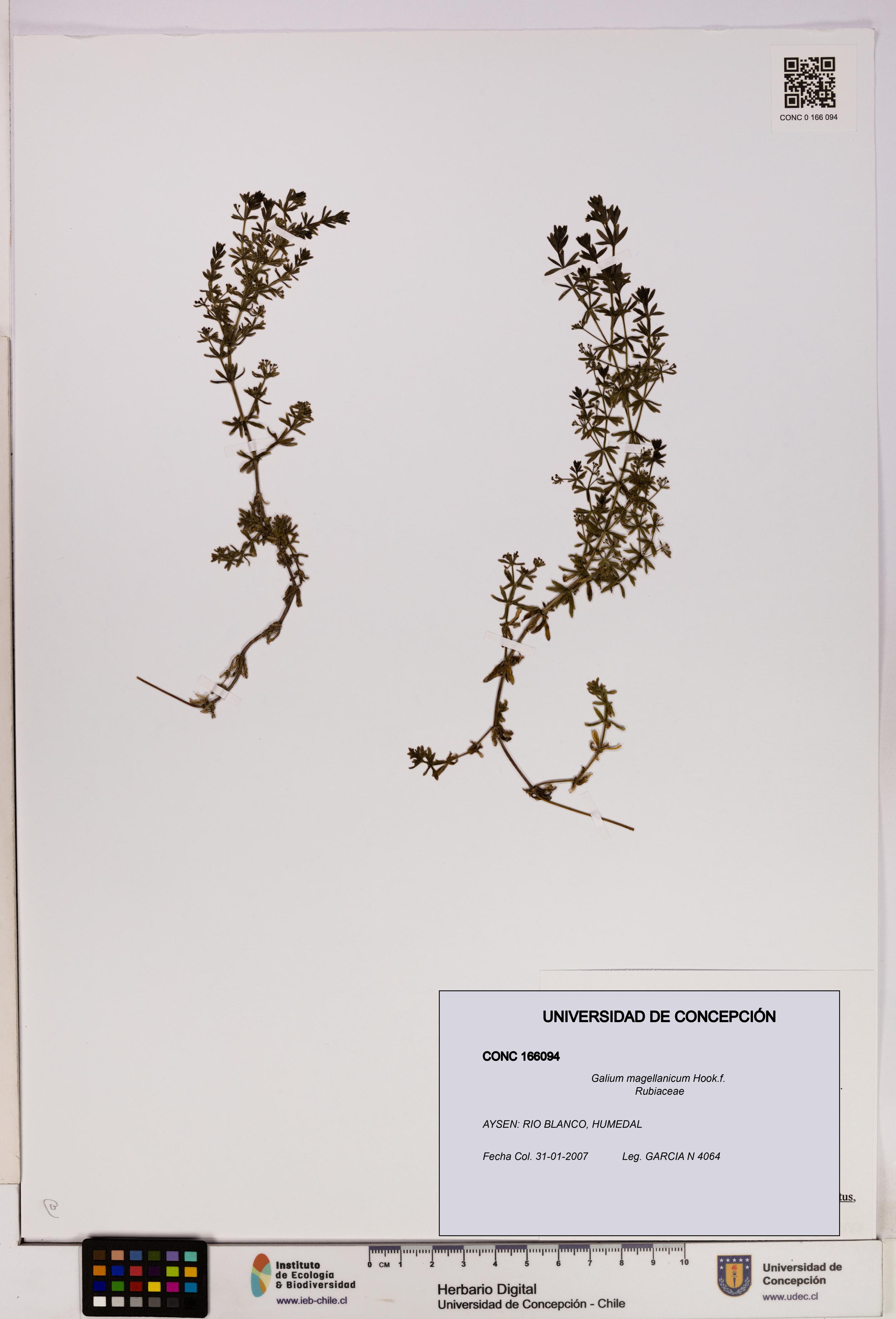 Galium magellanicum [Espécimen: UDEC:CONC:0166094]