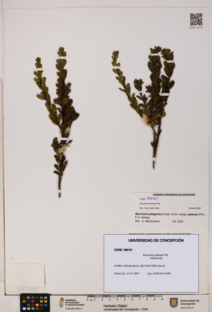 Baccharis patagonica [Espécimen: UDEC:CONC:0166101]