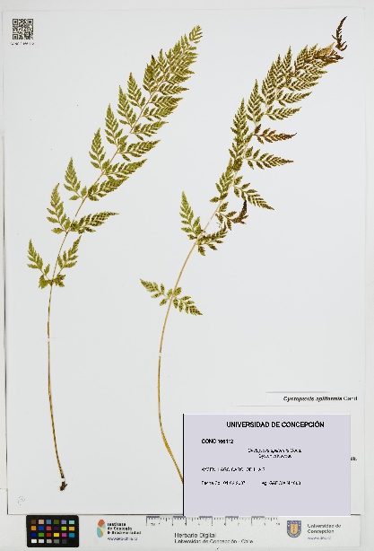 Cystopteris apiiformis [Espécimen: UDEC:CONC:0166112]