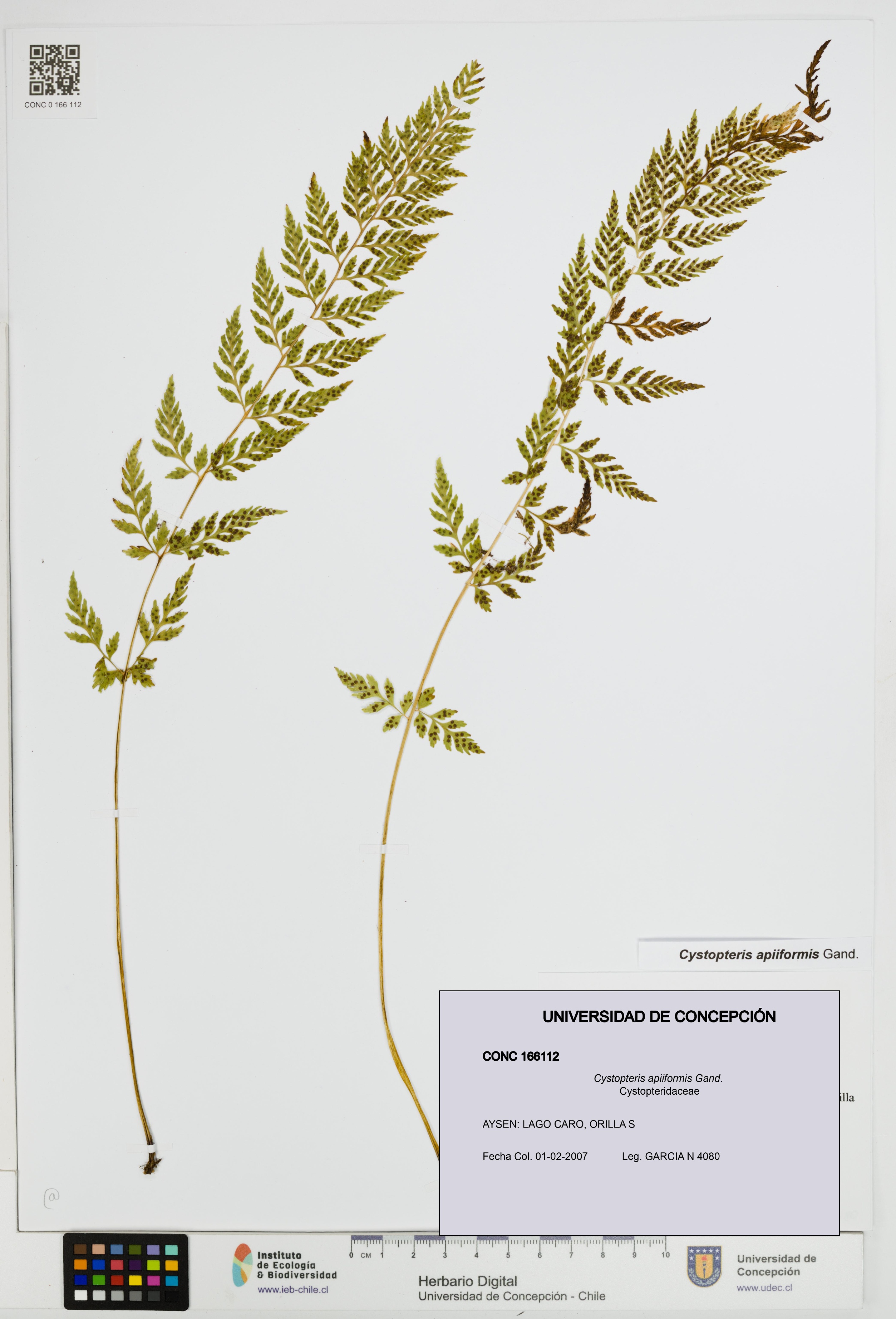 Cystopteris apiiformis [Espécimen: UDEC:CONC:0166112]