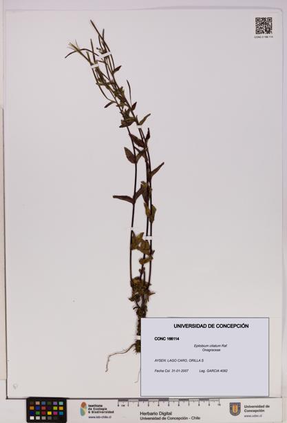 Epilobium ciliatum [Espécimen: UDEC:CONC:0166114]