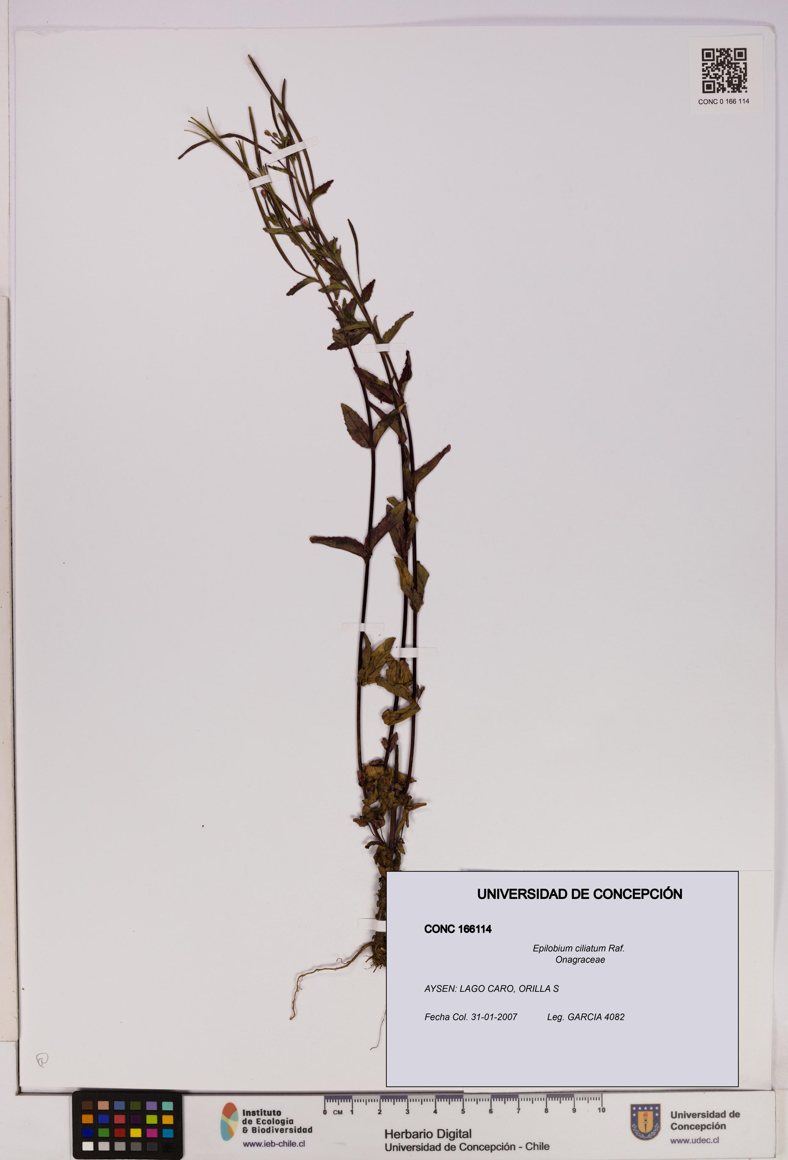 Epilobium ciliatum [Espécimen: UDEC:CONC:0166114]