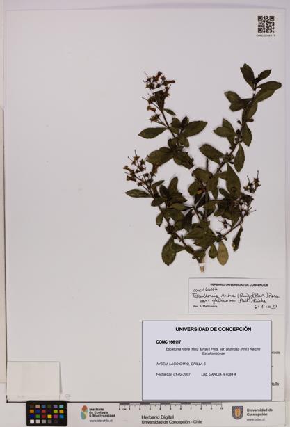Escallonia rubra var. glutinosa [Espécimen: UDEC:CONC:0166117]