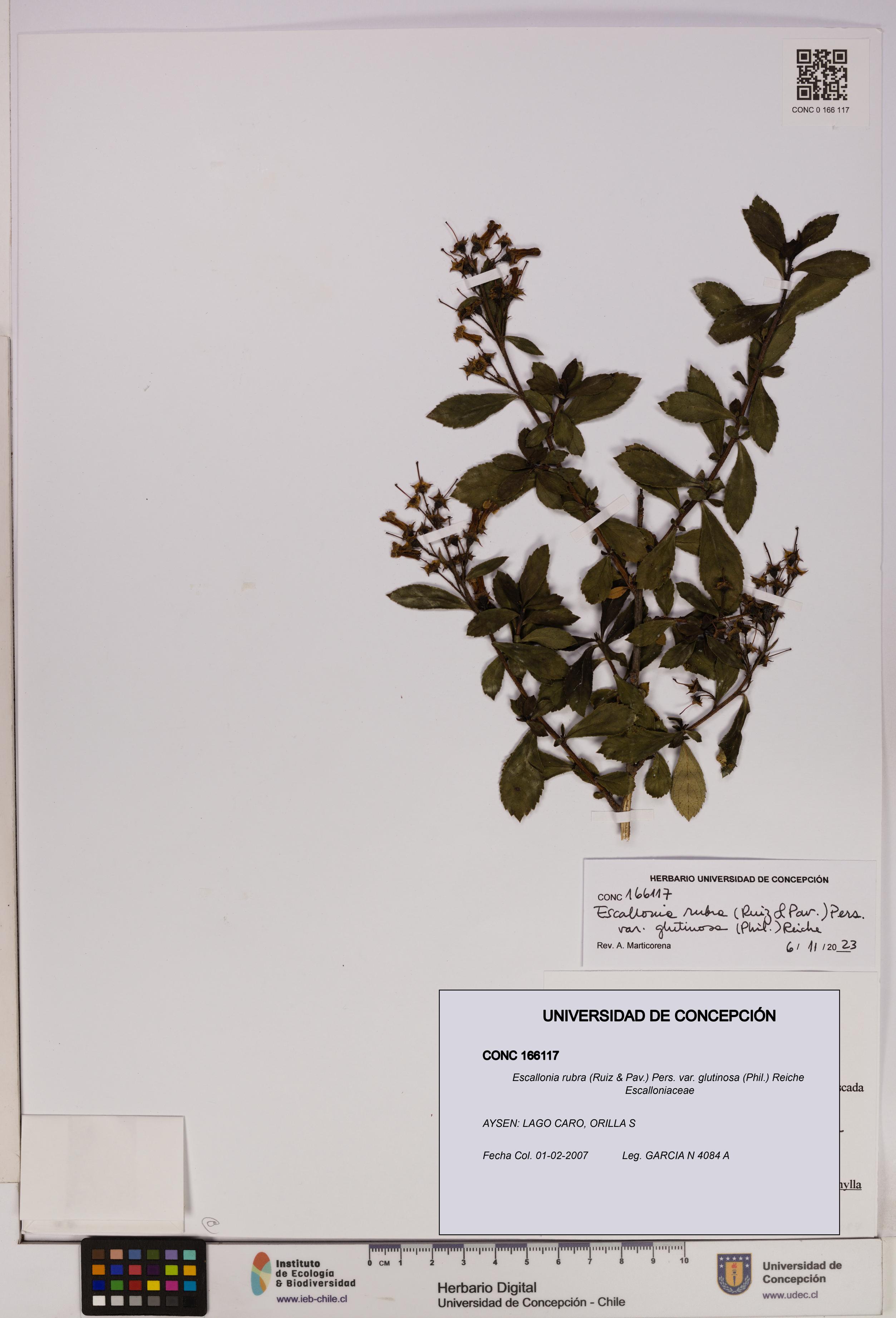 Escallonia rubra var. glutinosa [Espécimen: UDEC:CONC:0166117]