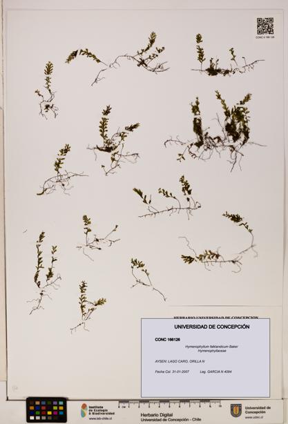 Hymenophyllum falklandicum [Espécimen: UDEC:CONC:0166126]