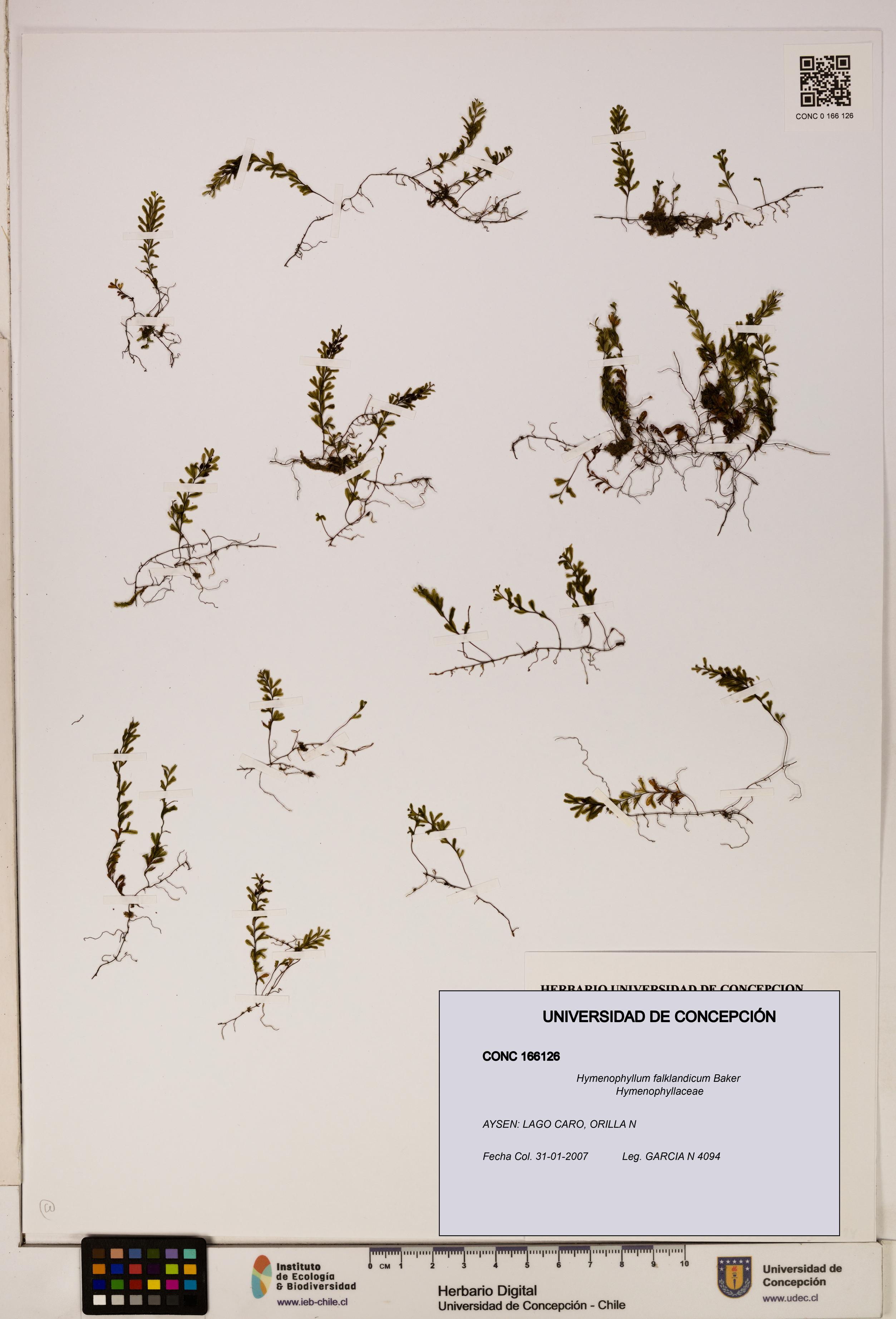 Hymenophyllum falklandicum [Espécimen: UDEC:CONC:0166126]