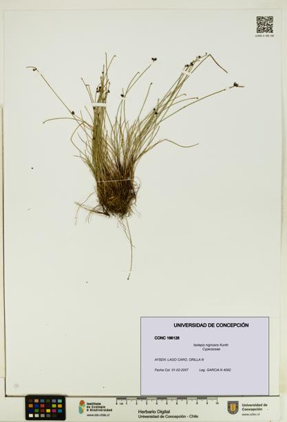 Isolepis nigricans [Espécimen: UDEC:CONC:0166128]