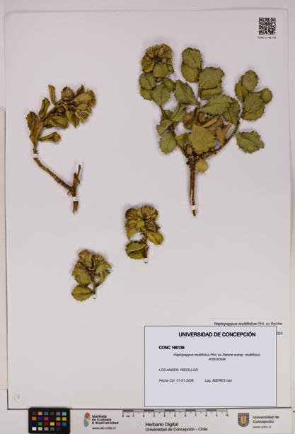 Haplopappus multifolius subsp. multifolius [Espécimen: UDEC:CONC:0166136]