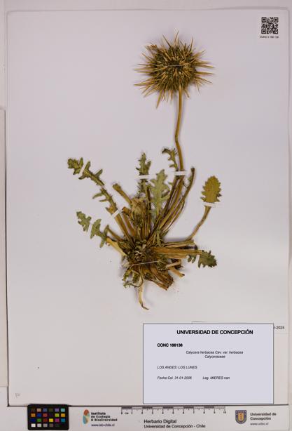 Calycera herbacea var. herbacea [Espécimen: UDEC:CONC:0166138]