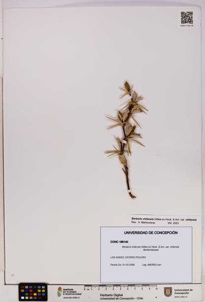 Berberis chilensis var. chilensis [Espécimen: UDEC:CONC:0166140]