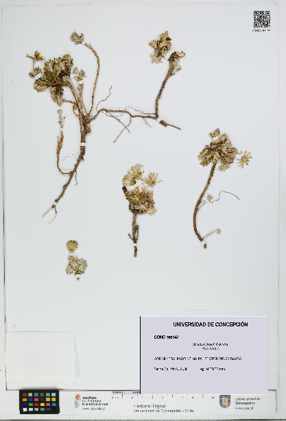 Senecio looseri [Espécimen: UDEC:CONC:0166147]