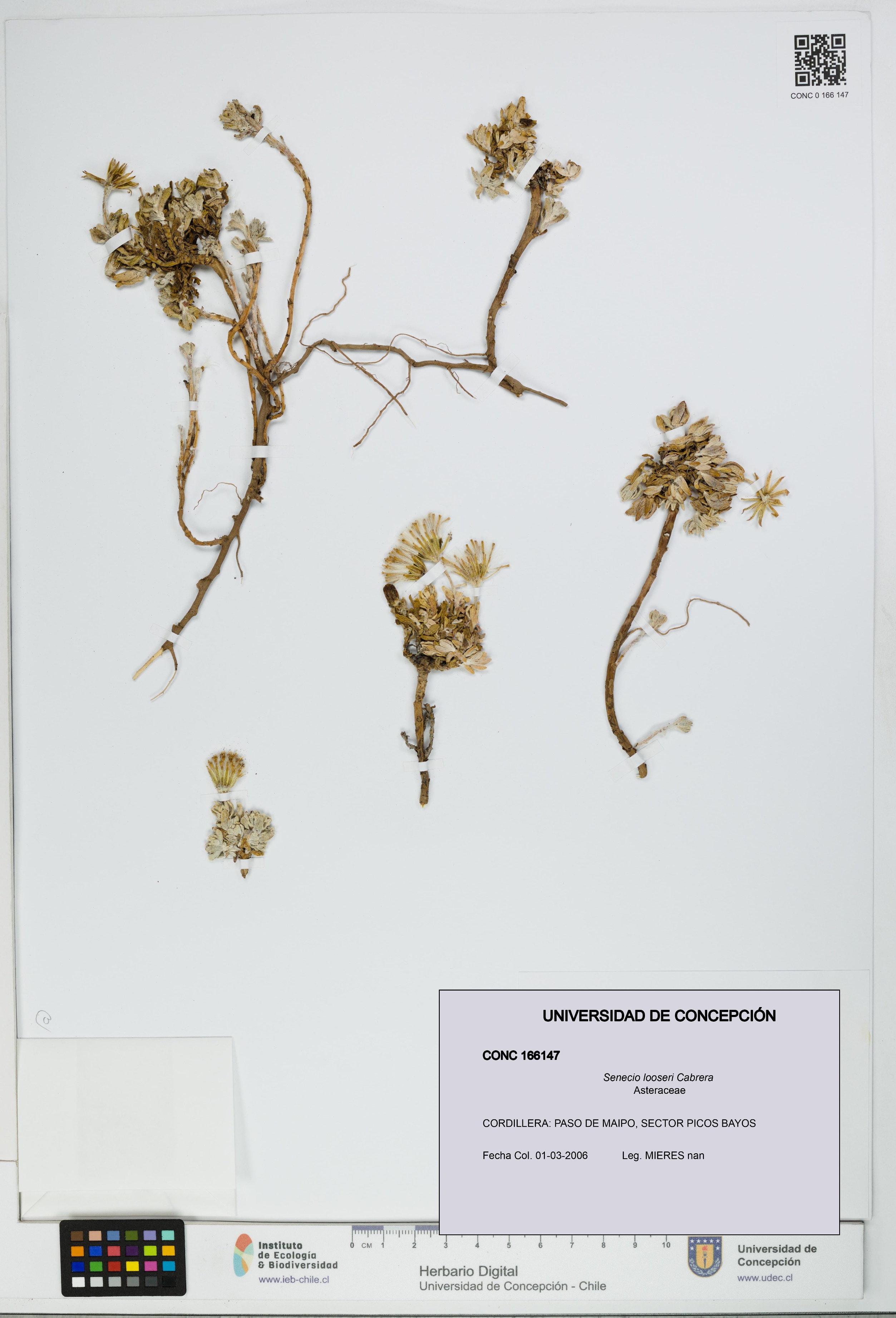 Senecio looseri [Espécimen: UDEC:CONC:0166147]