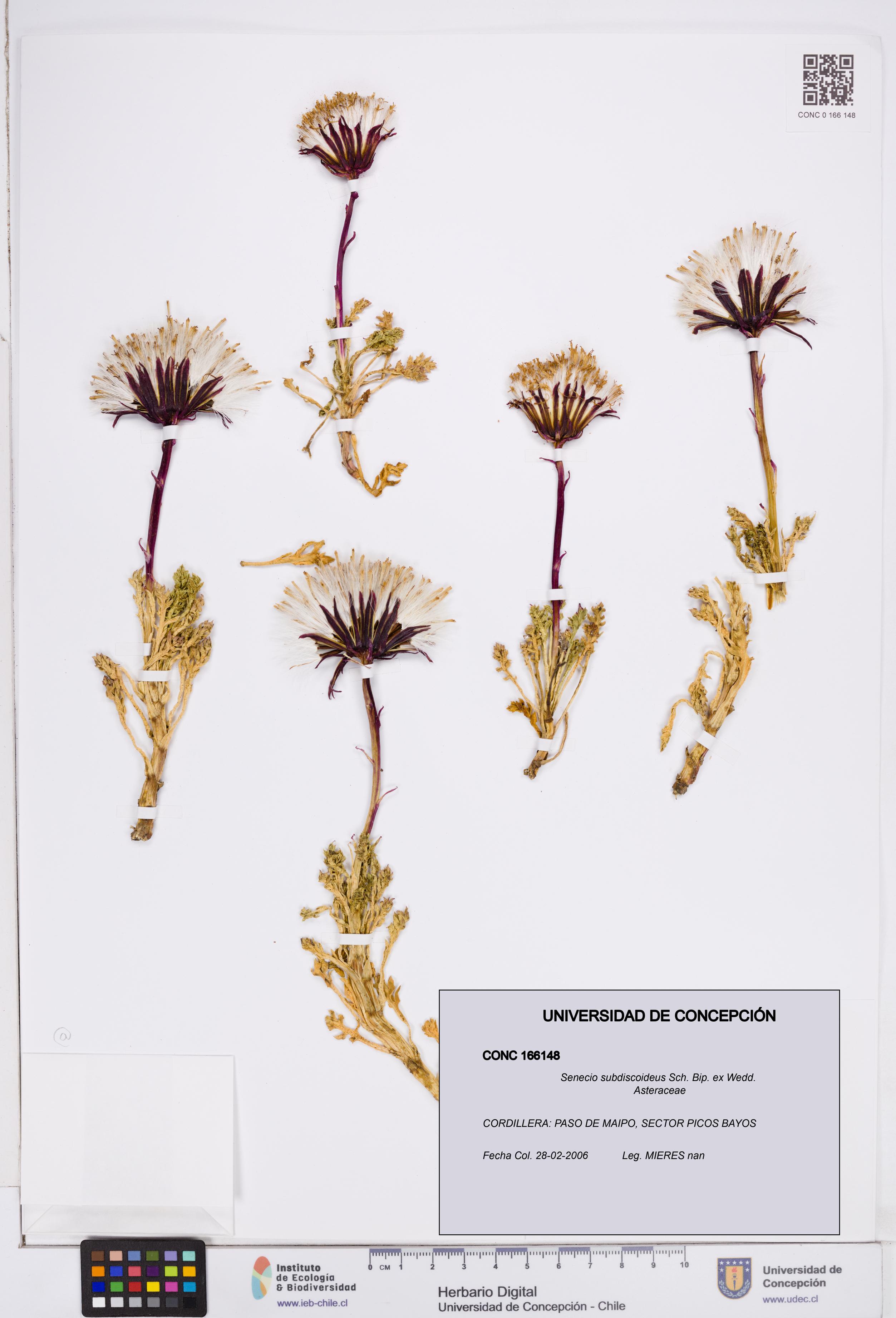 Senecio subdiscoideus [Espécimen: ]