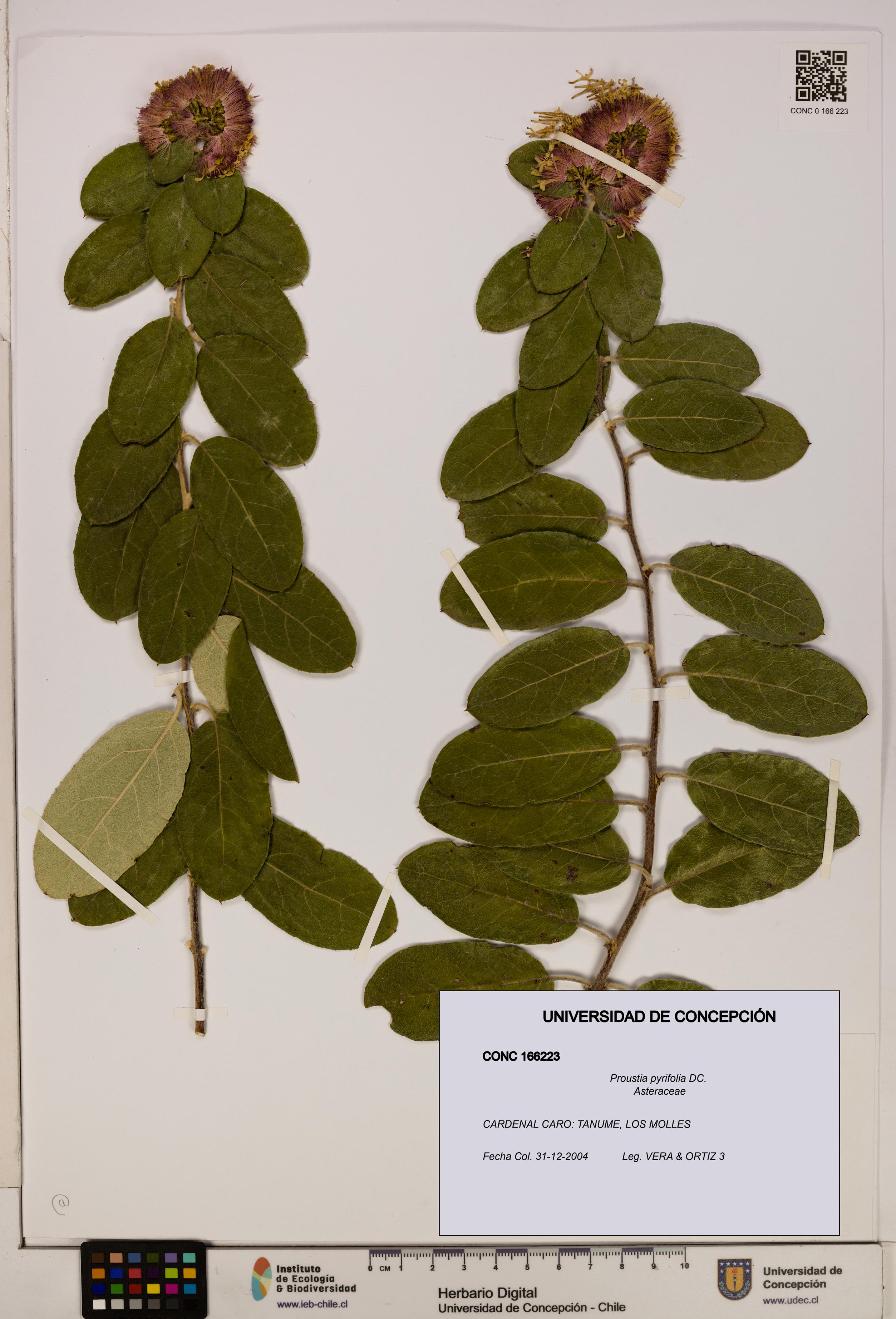 Proustia pyrifolia [Espécimen: UDEC:CONC:0166223]