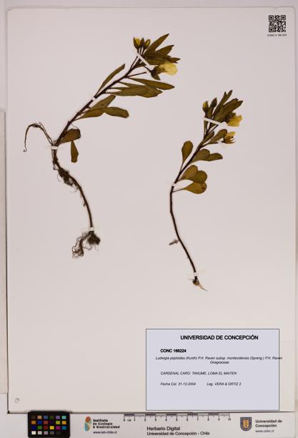 Ludwigia peploides [Espécimen: UDEC:CONC:0166224]