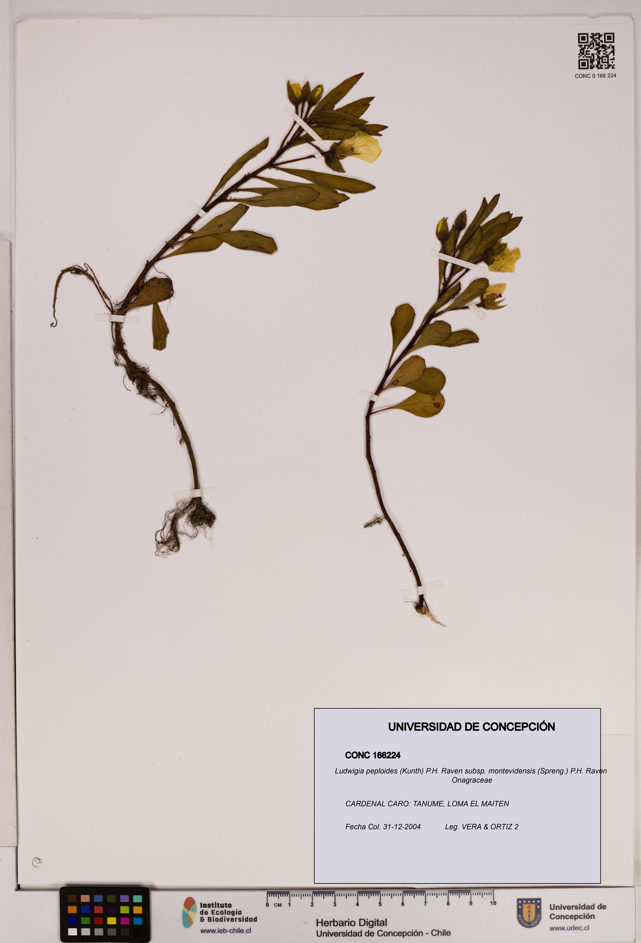 Ludwigia peploides [Espécimen: UDEC:CONC:0166224]