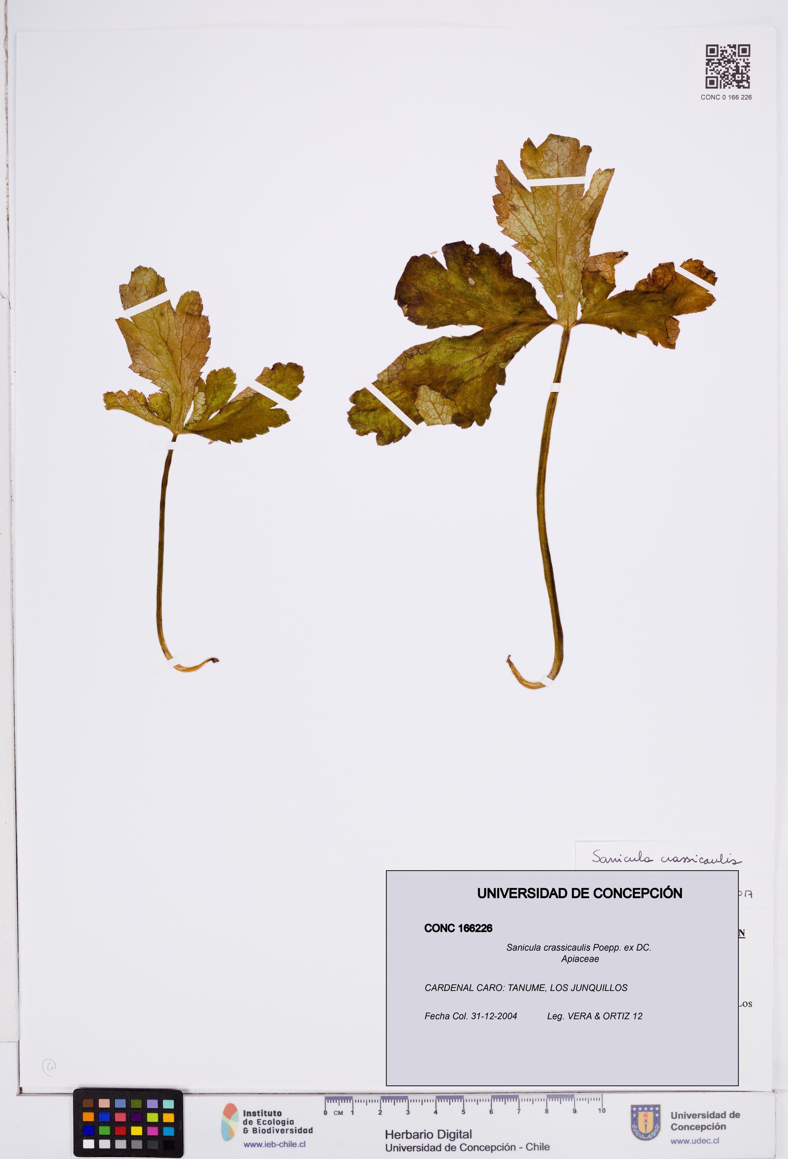Sanicula crassicaulis [Espécimen: ]