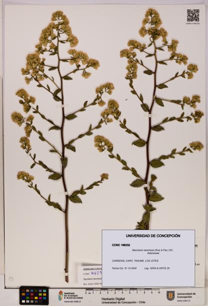 Baccharis racemosa [Espécimen: UDEC:CONC:0166232]