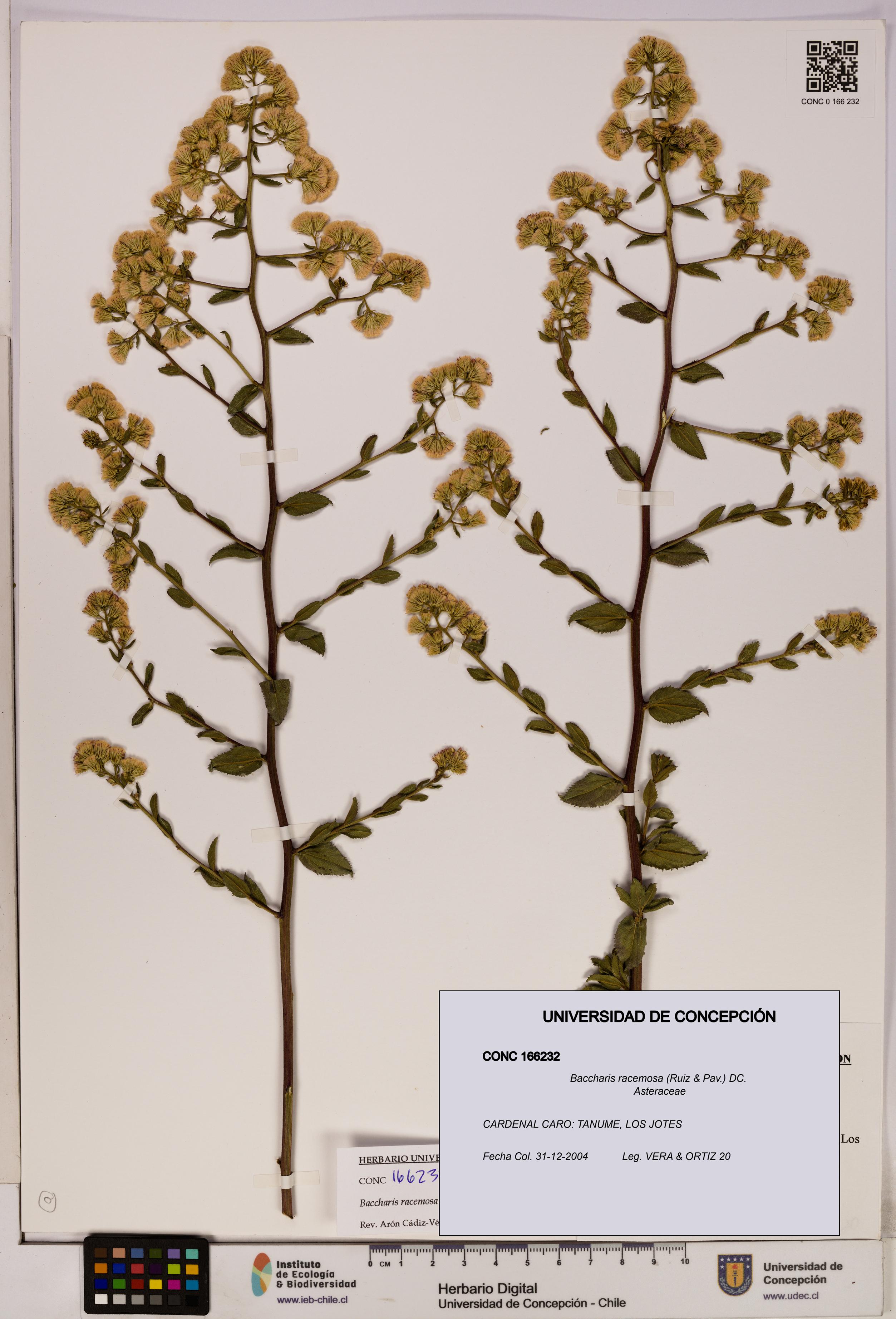 Baccharis racemosa [Espécimen: UDEC:CONC:0166232]
