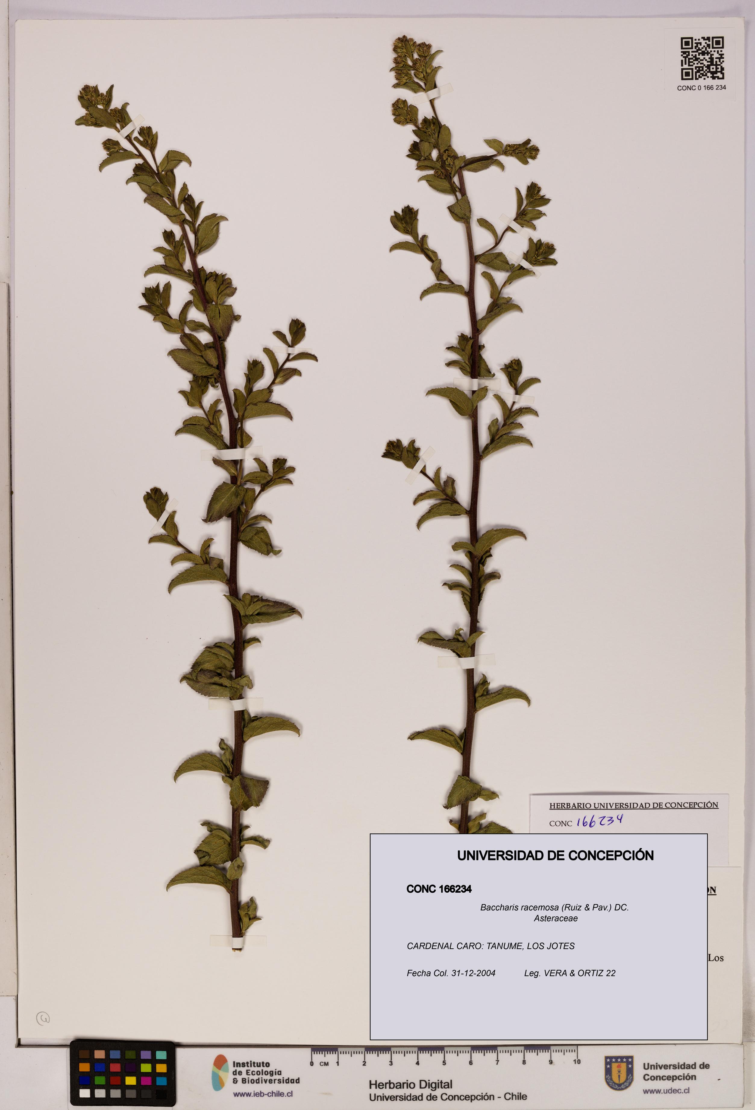 Baccharis racemosa [Espécimen: UDEC:CONC:0166234]
