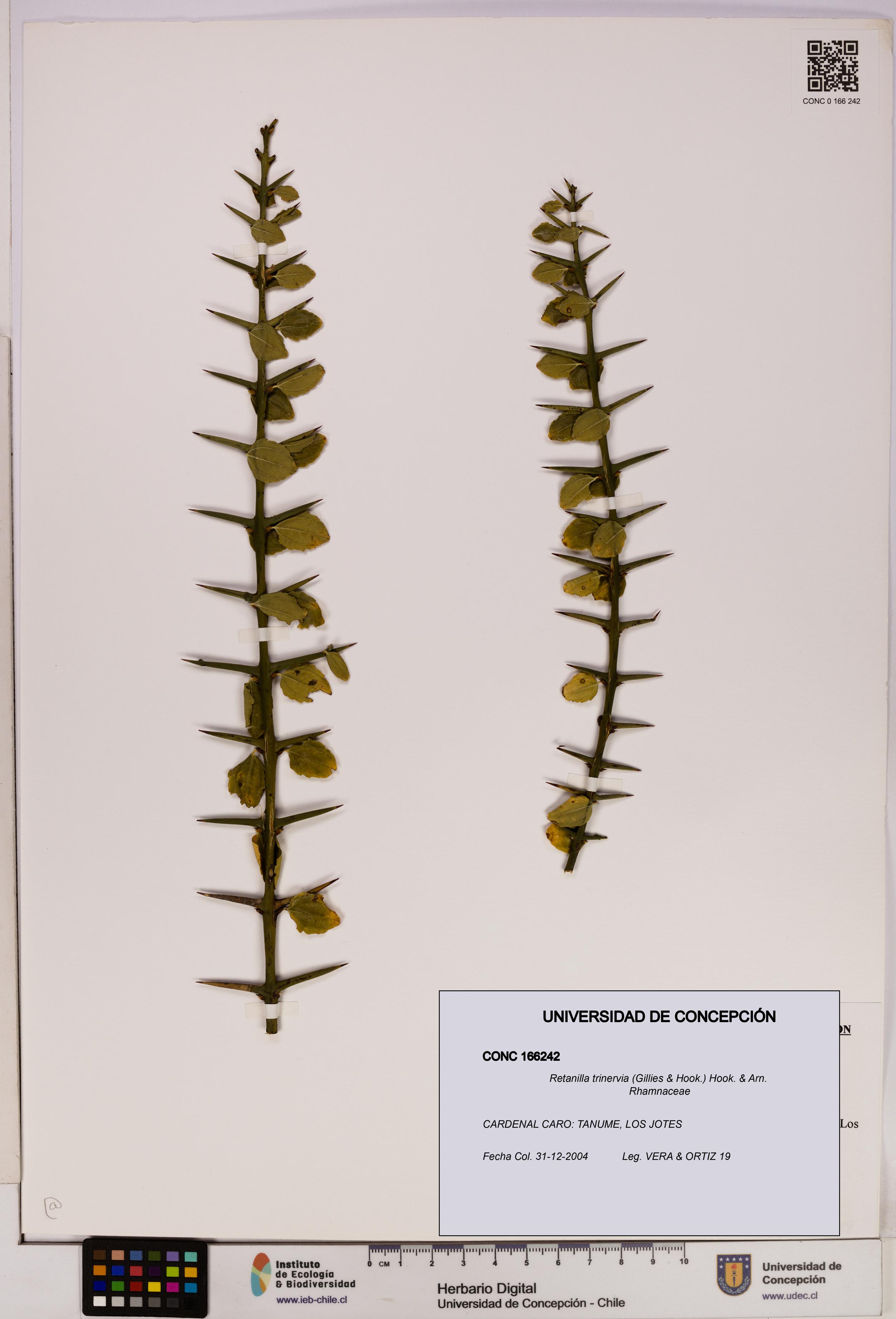 Retanilla trinervia [Espécimen: UDEC:CONC:0166242]