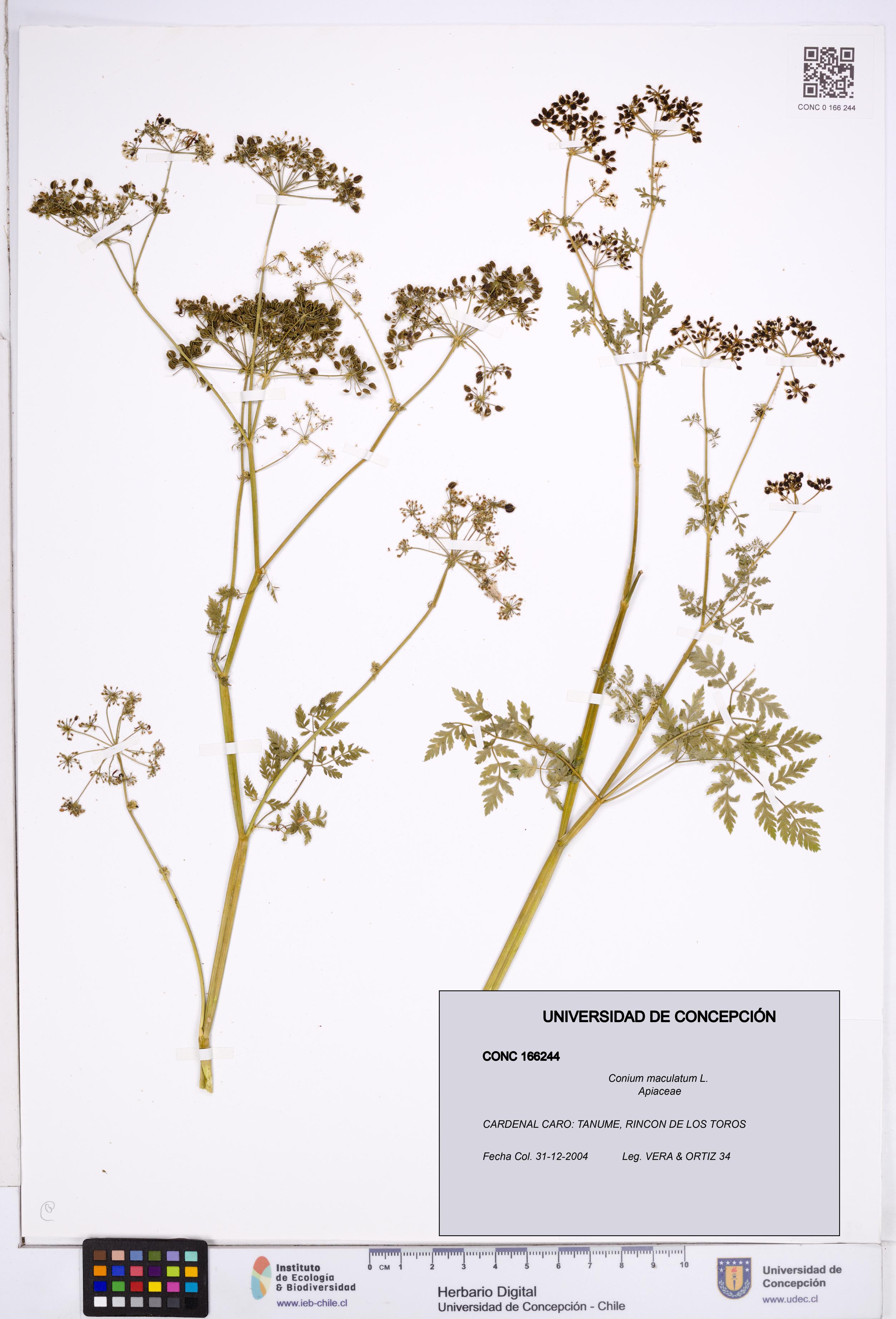Conium maculatum [Espécimen: ]