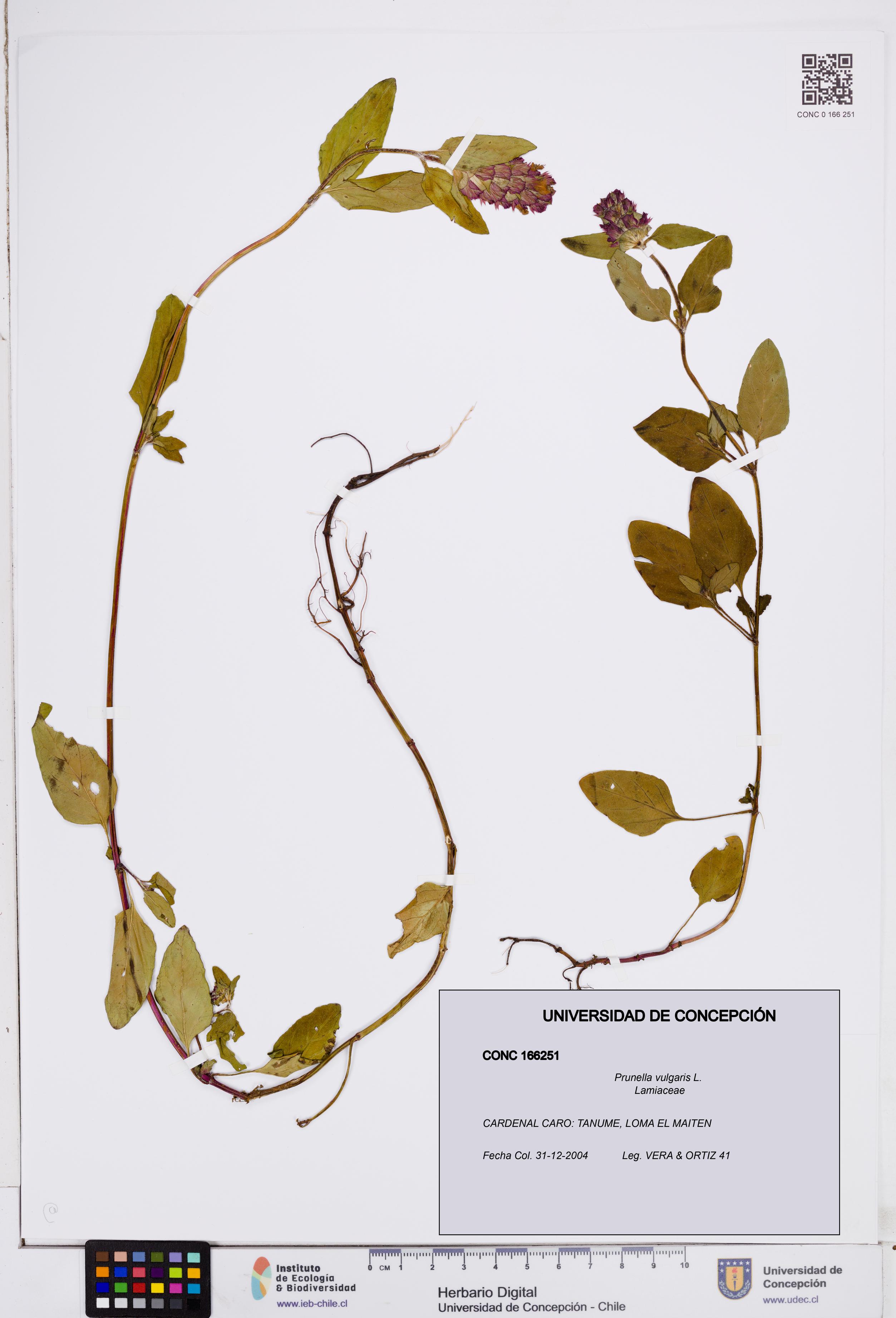 Prunella vulgaris [Espécimen: ]