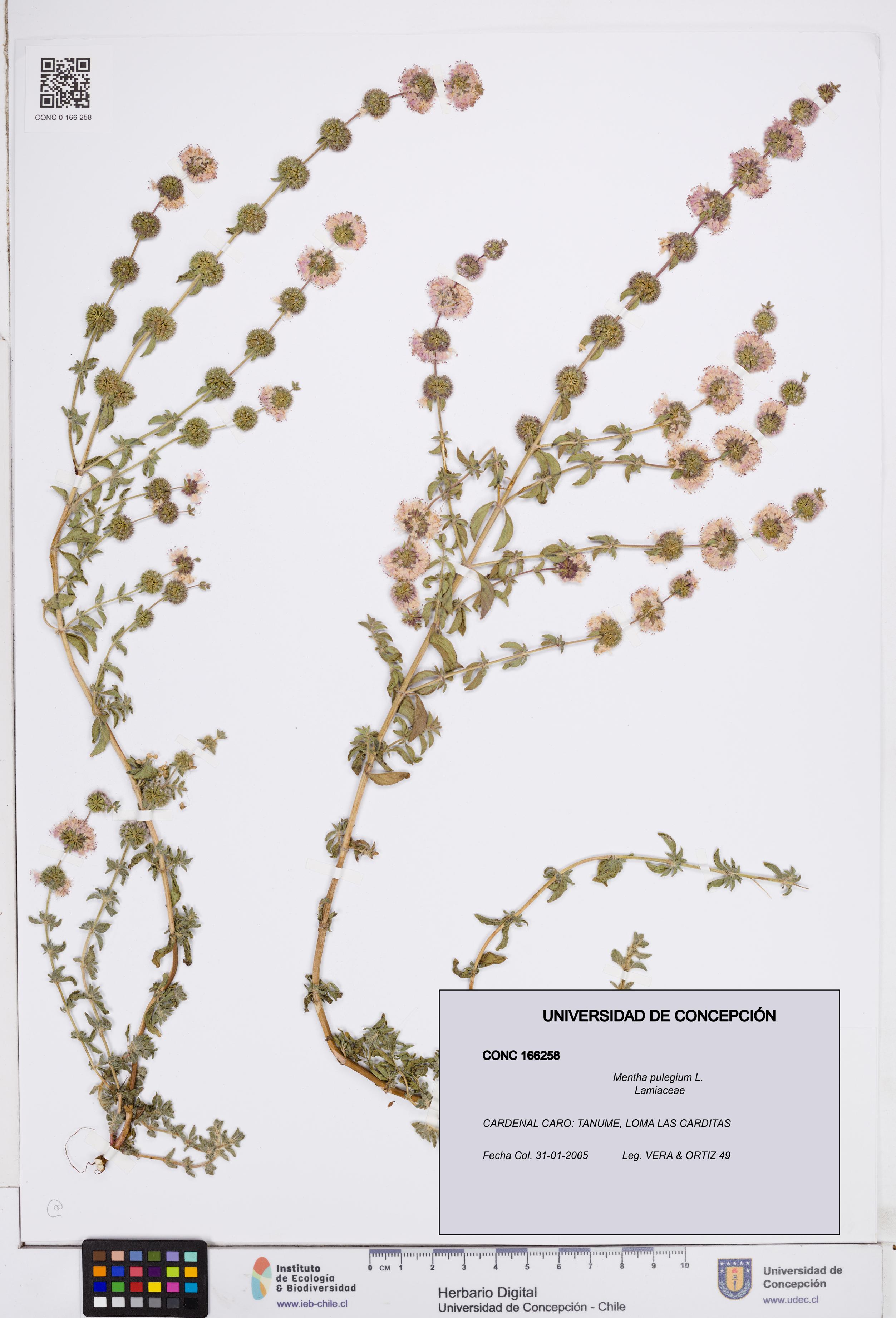 Mentha pulegium [Espécimen: ]